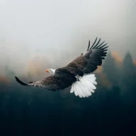 awisense