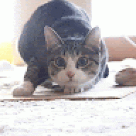 hphcplnh7