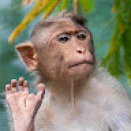 MONKE