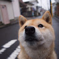 TinyPocketDog