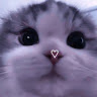 KitiCat20