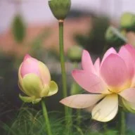 nguyenhang266