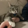 Lionfiles