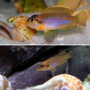 A Fish