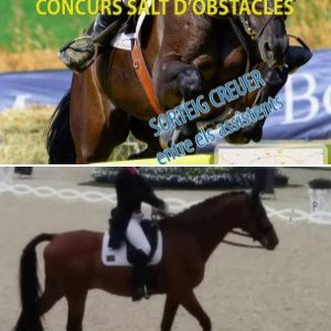 Horses and Dressage