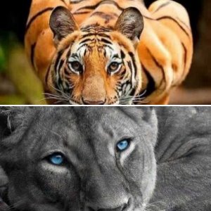 Animals pictures I like