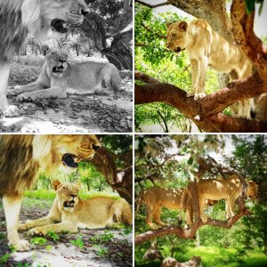 Lions in Fathala, Senegal - Africa