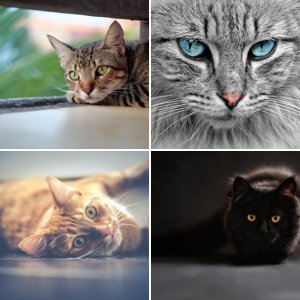 Album 2 - cats