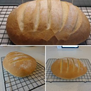 Bloomer