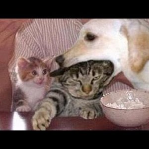 Funny dogs annoying cats - Cute animal compilation - YouTube