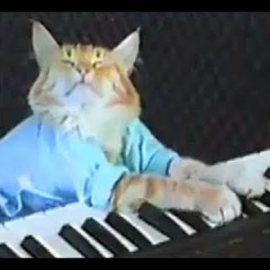 Charlie Schmidt's Keyboard Cat!