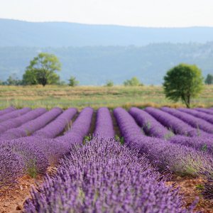 Lavender 7