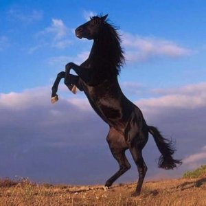 Cavallo Nero