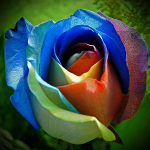 rainbow_0004.jpg