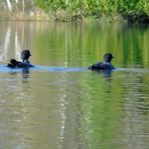 Loons