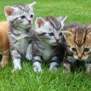 kittens-555822__340.jpg