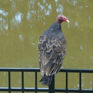 Vulture-1