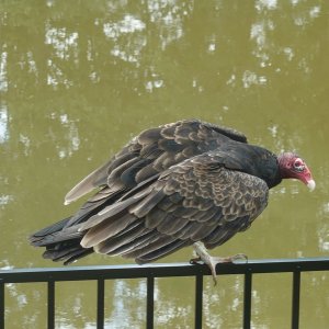 Vulture-2