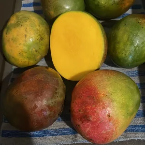 Mangues Sénégal