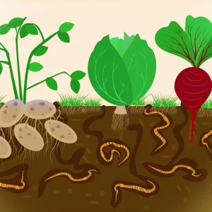 Ver-de-terre-et-legumes-2.webp