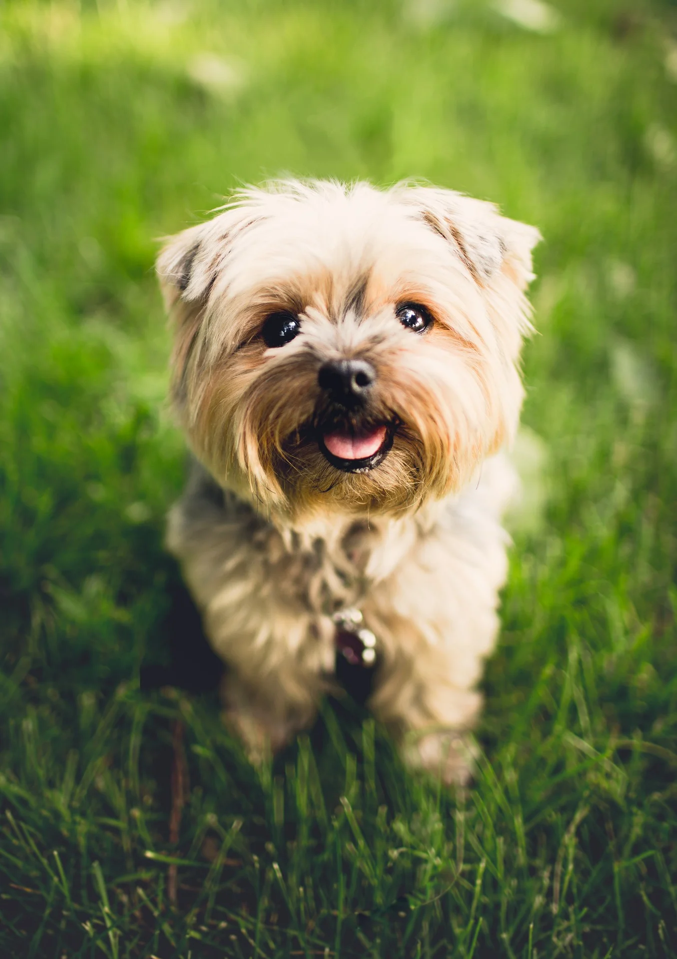 adorable-1851108_1920.jpg