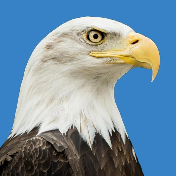 Bald-Eagle_Catalogue.jpg