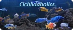 Cichlidaholics Cichlid Forum and Tropical Fish Forum