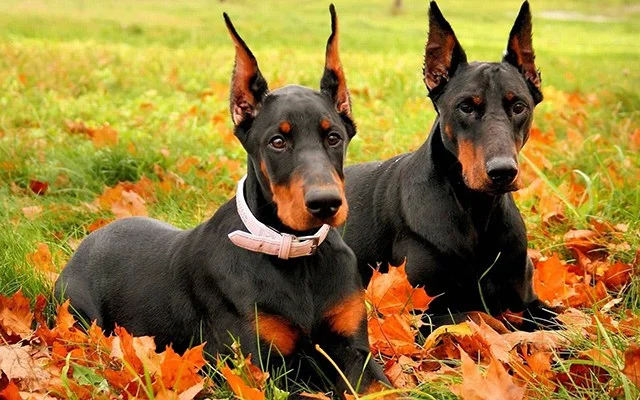 Doberman-Pinscher-Wallpaper.jpg