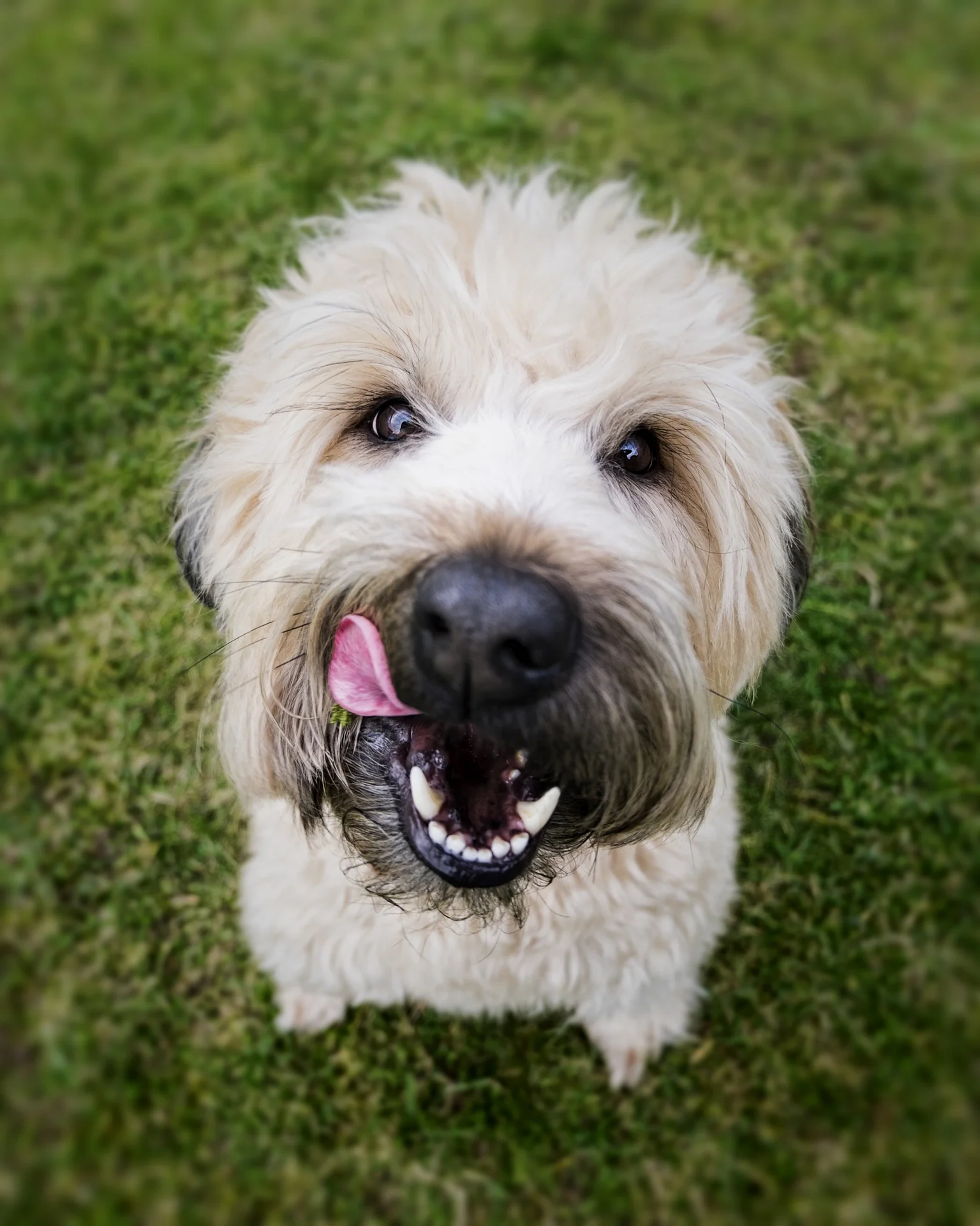 dog-2579875_1920.jpg