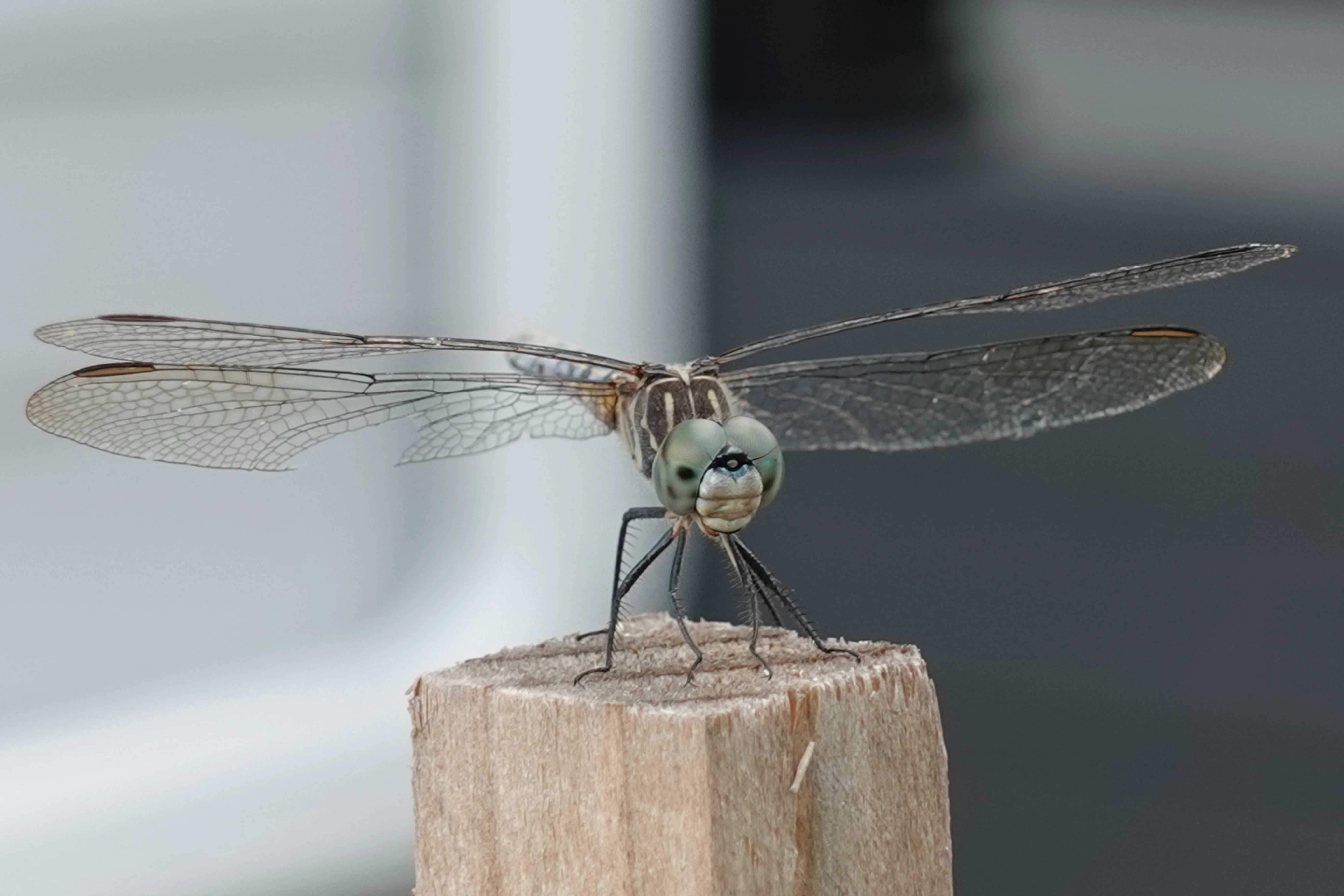 Dragonfly