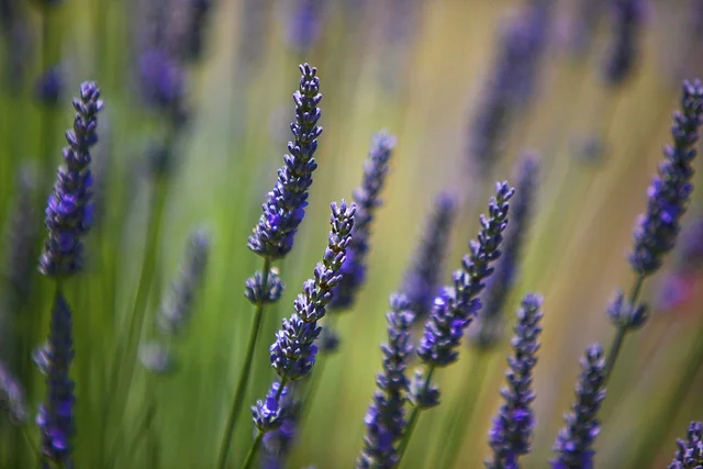 Lavender 3