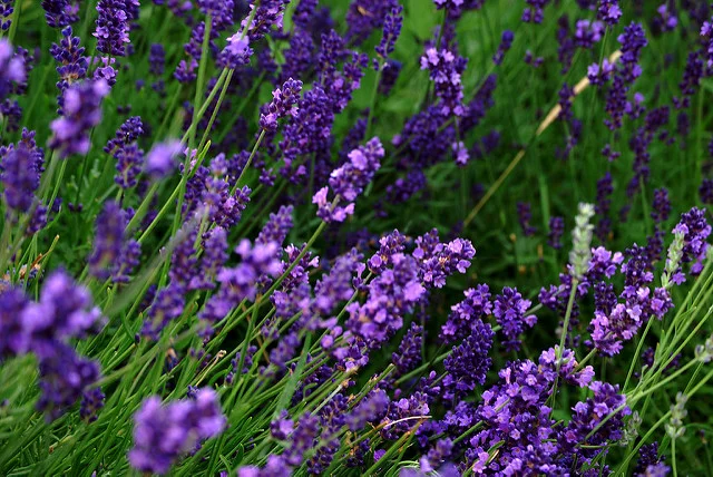 Lavender 6