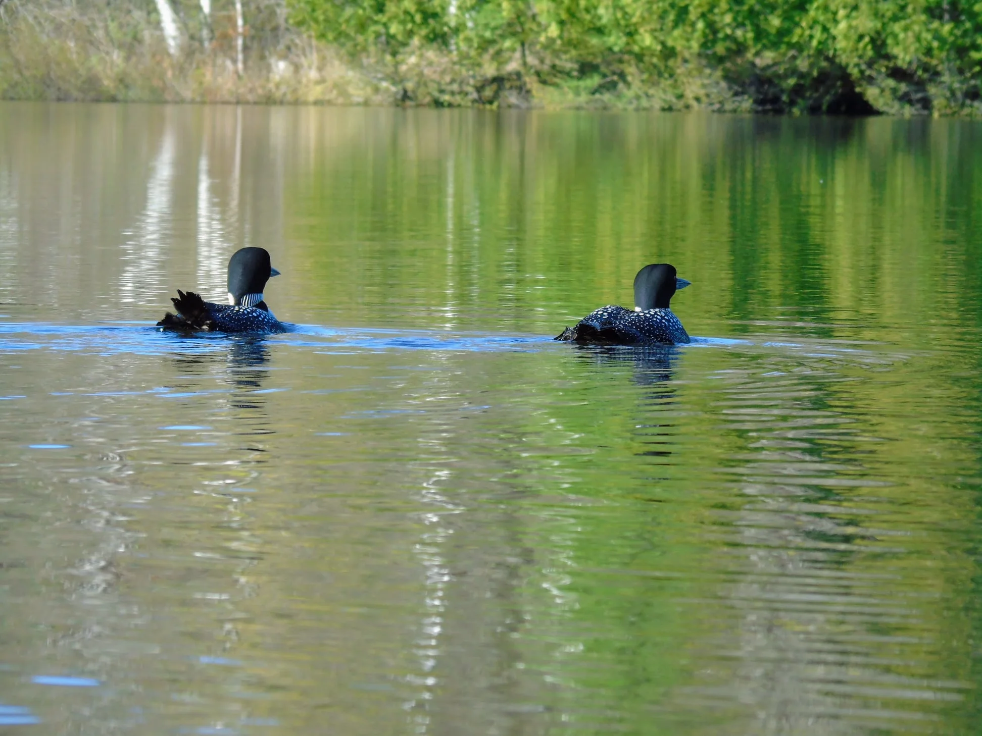 Loons