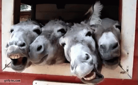 More Donkeys