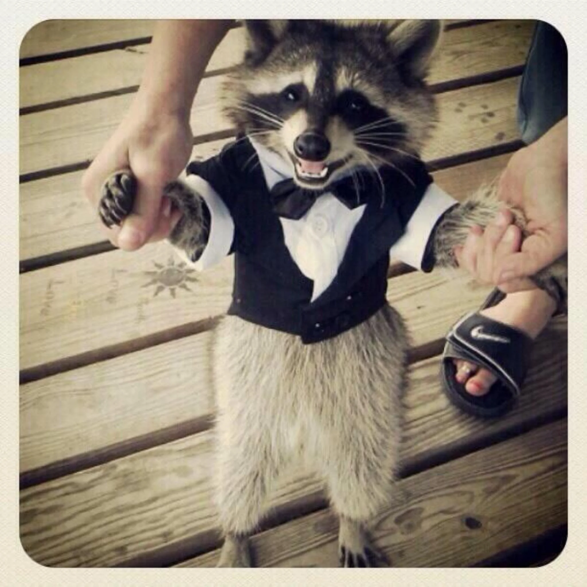 Mr. Raccoon