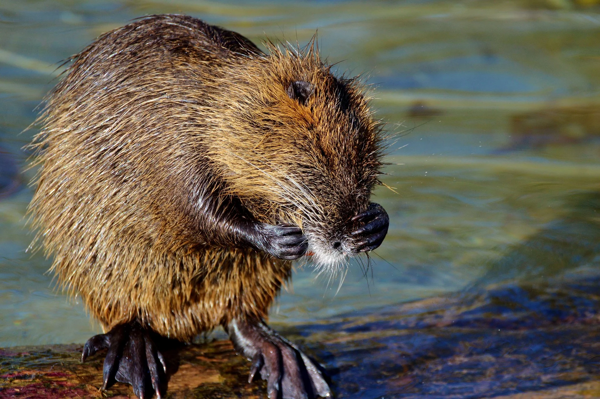 nutria-2906246_1920.jpg