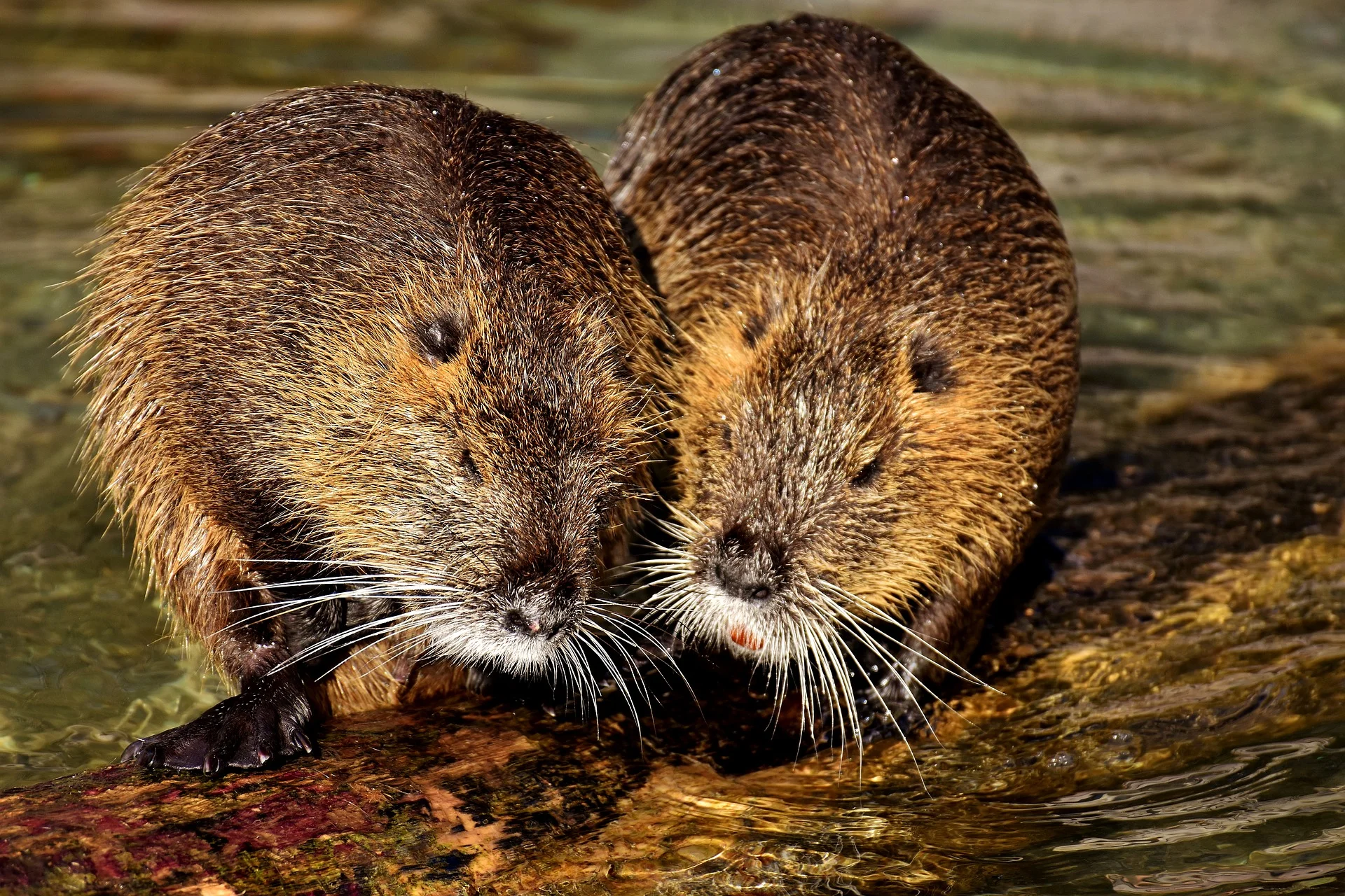 nutria-2909569_1920.jpg