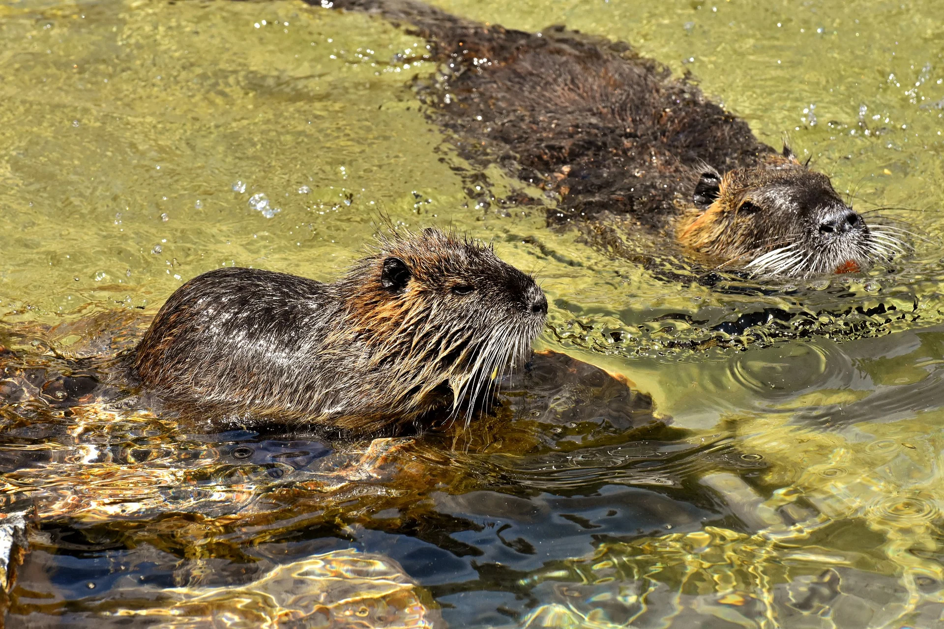 nutria-3529940_1920.jpg