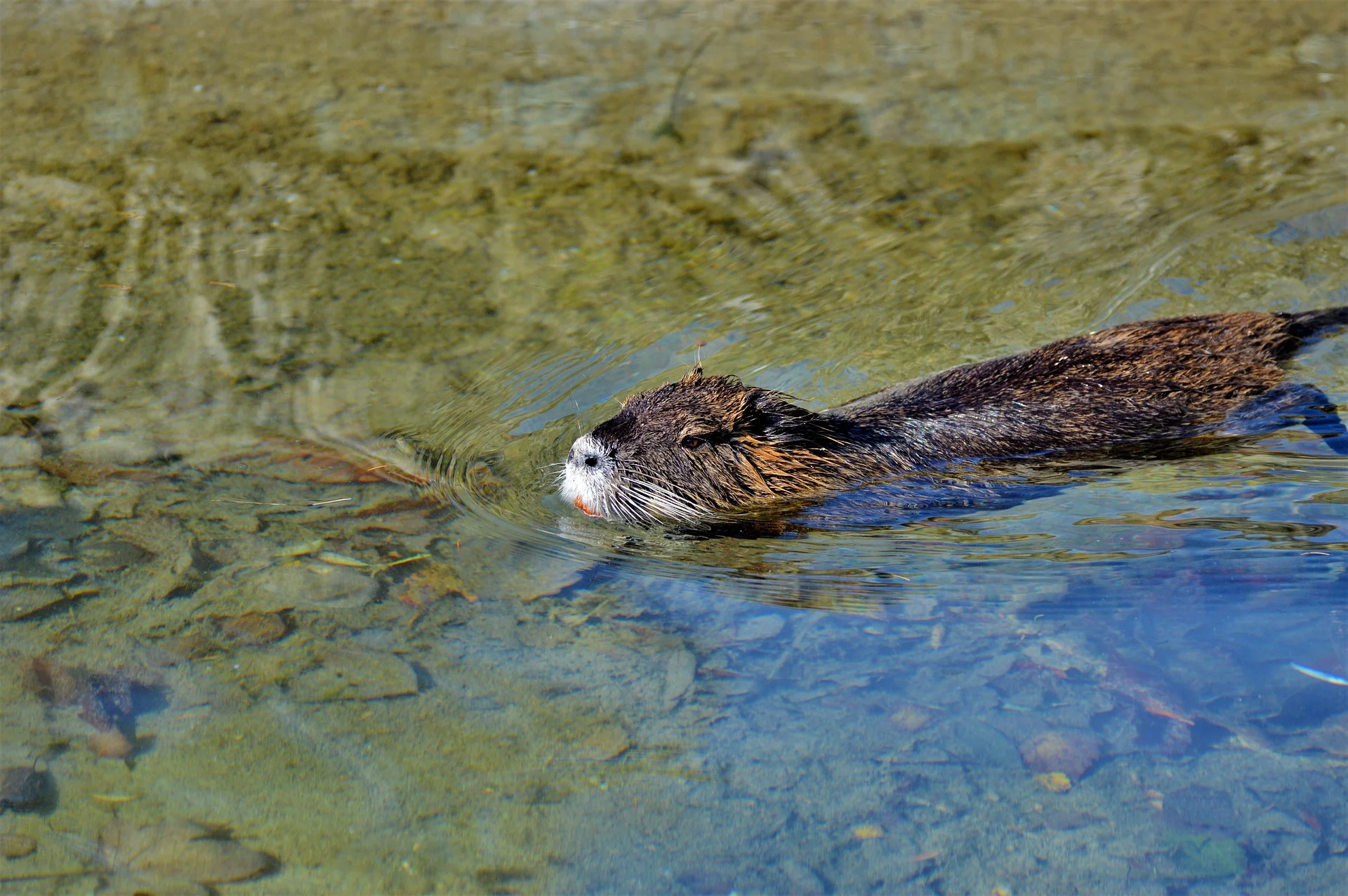 nutria-4060391_1920.jpg