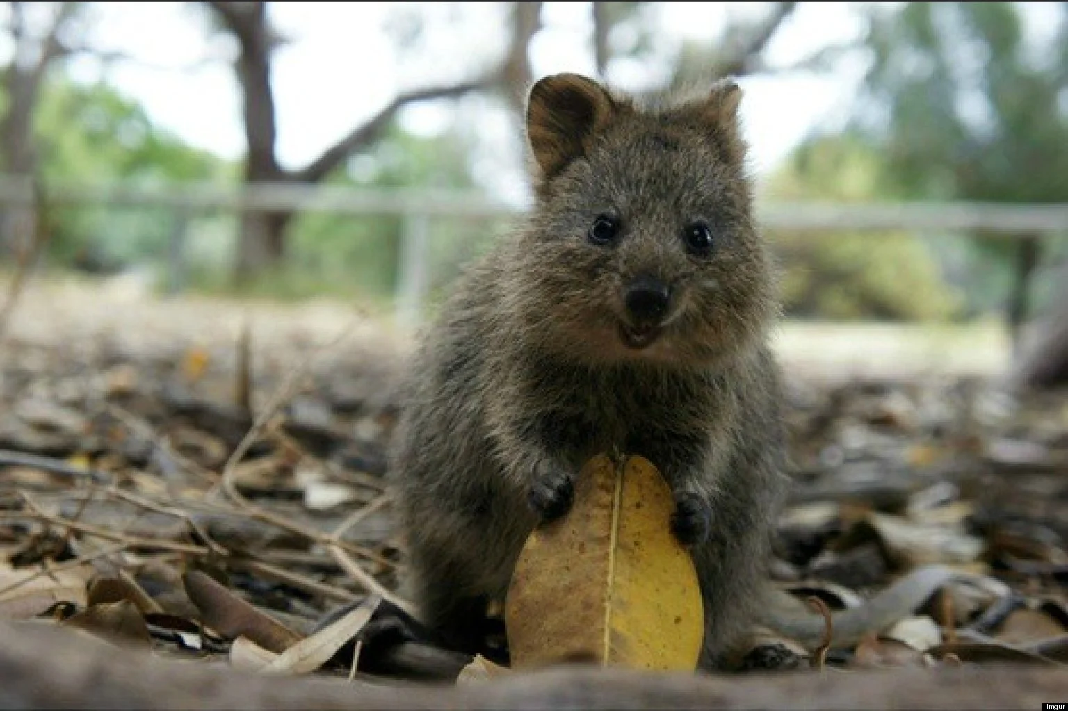 Quokka