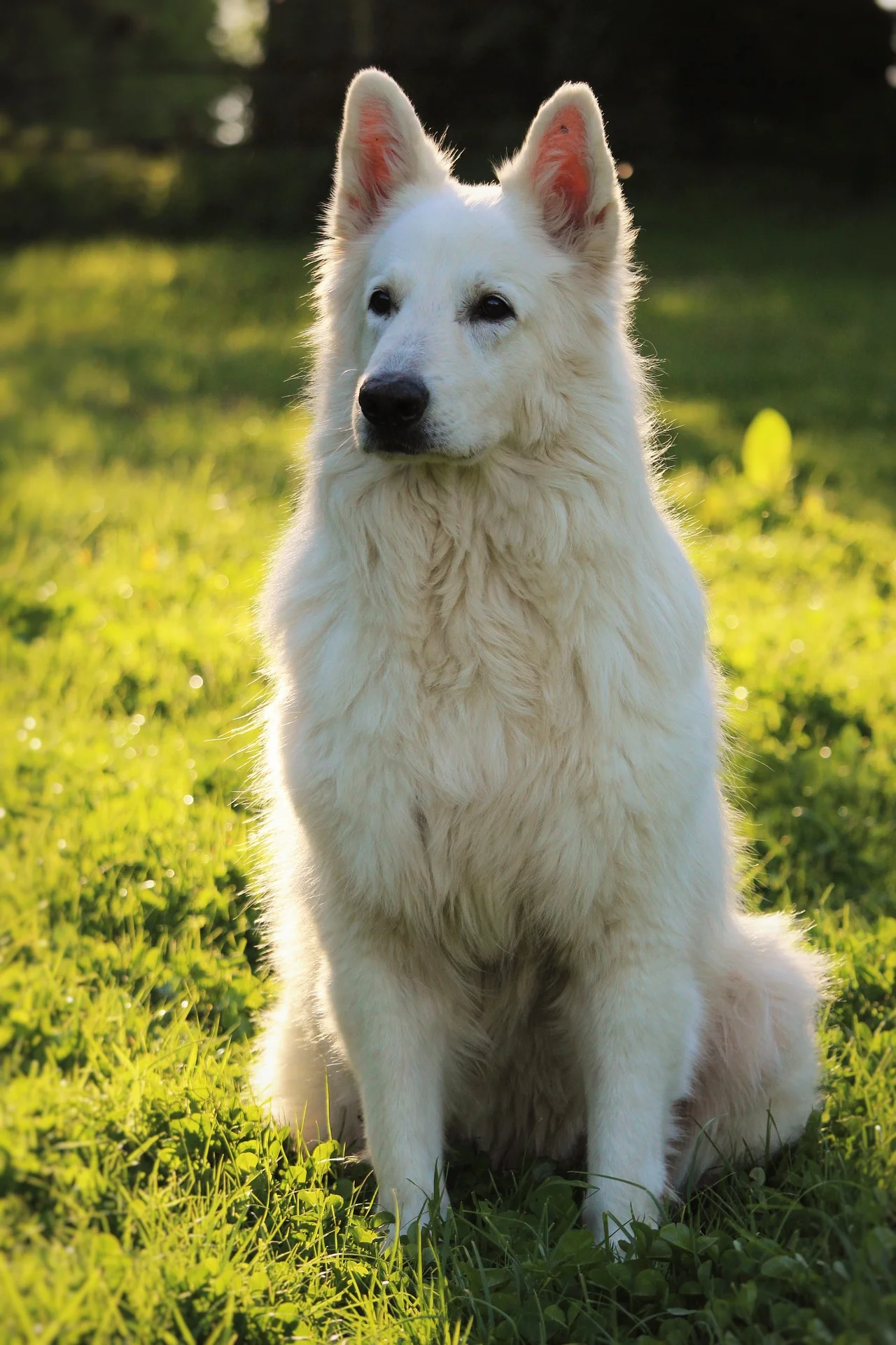 swiss-white-shepherd-4228386_1920.jpg