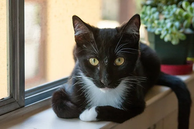 tuxedo-cat-2.jpg