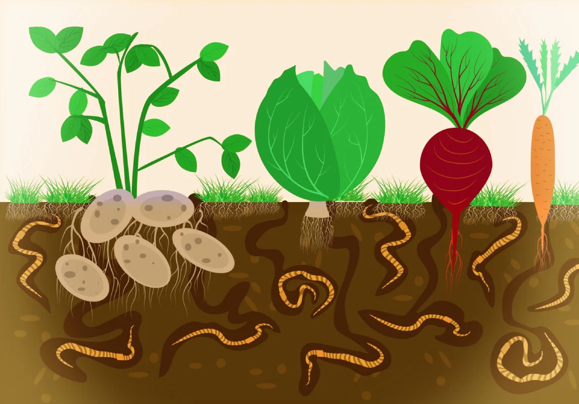 Ver-de-terre-et-legumes-2.webp