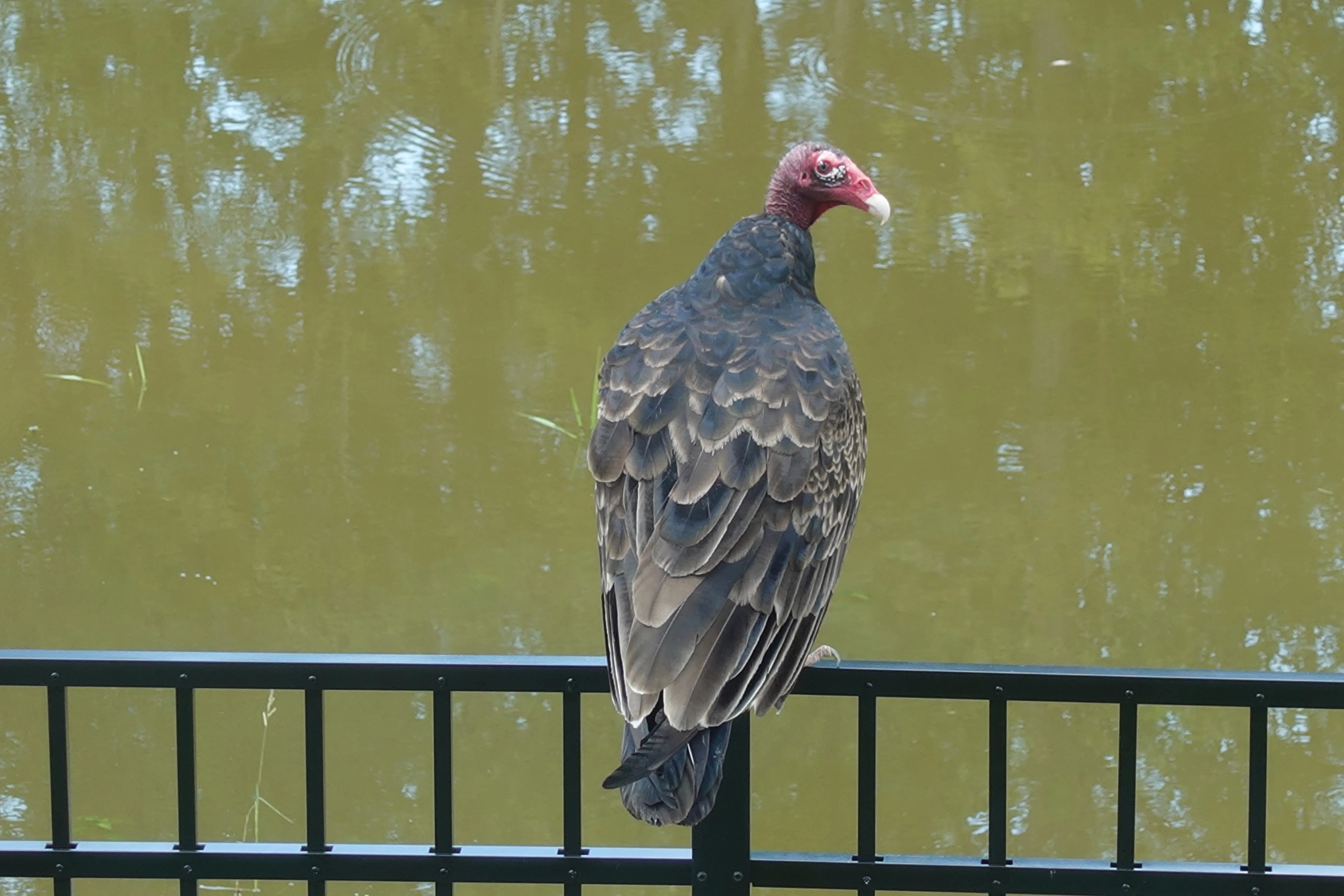 Vulture-1