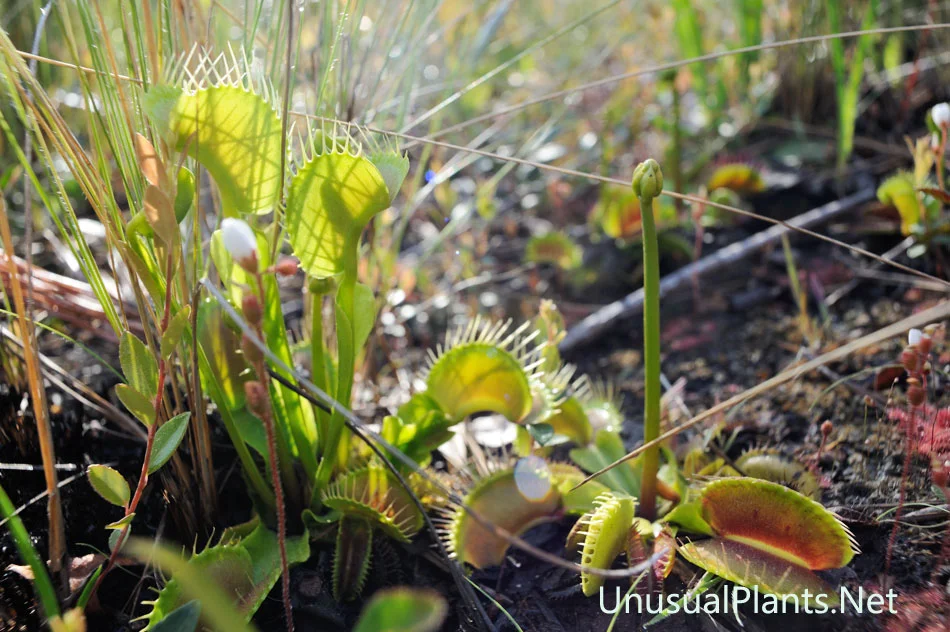 Wild Flytrap