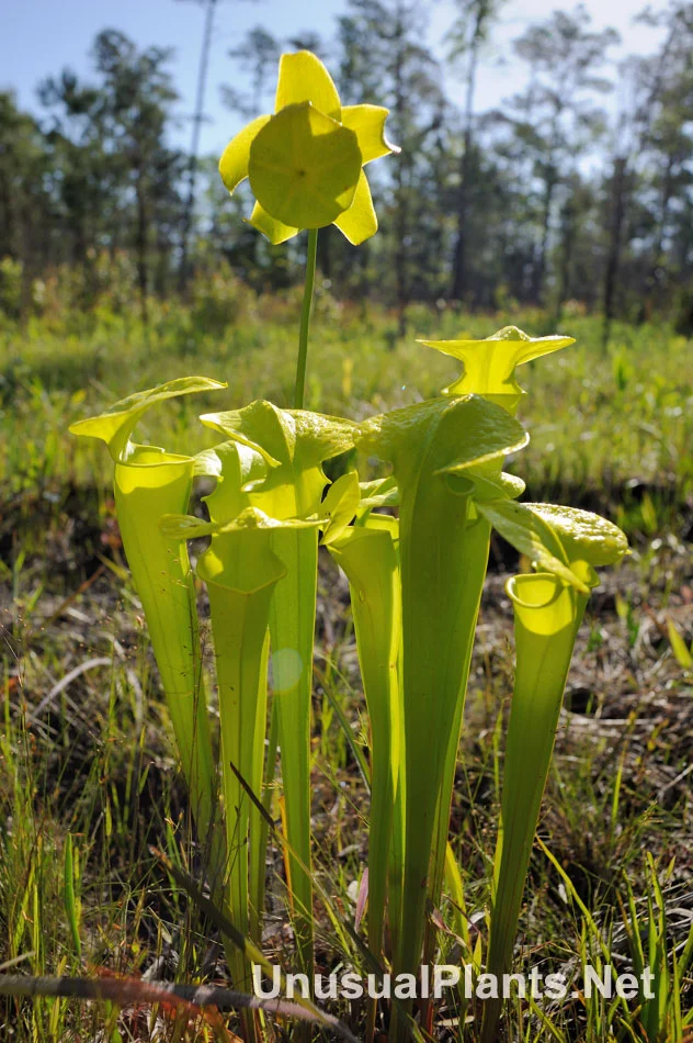 Wild Yellow PIcther Plant