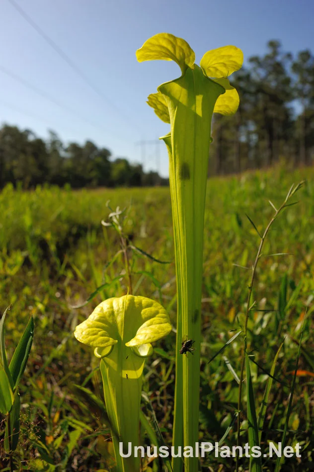 Wild Yellow PIcther Plant