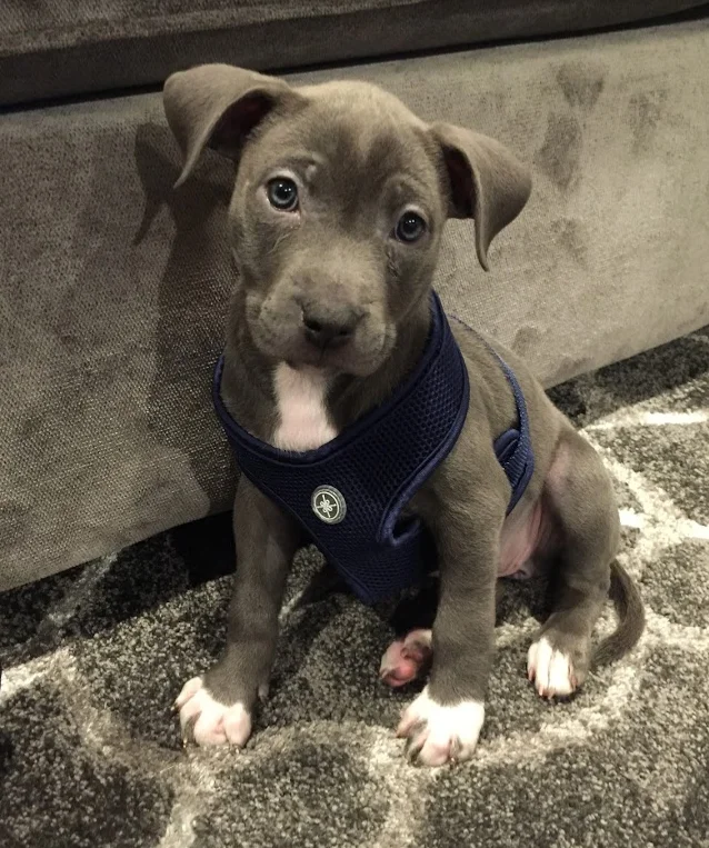 Zola : New puppy!