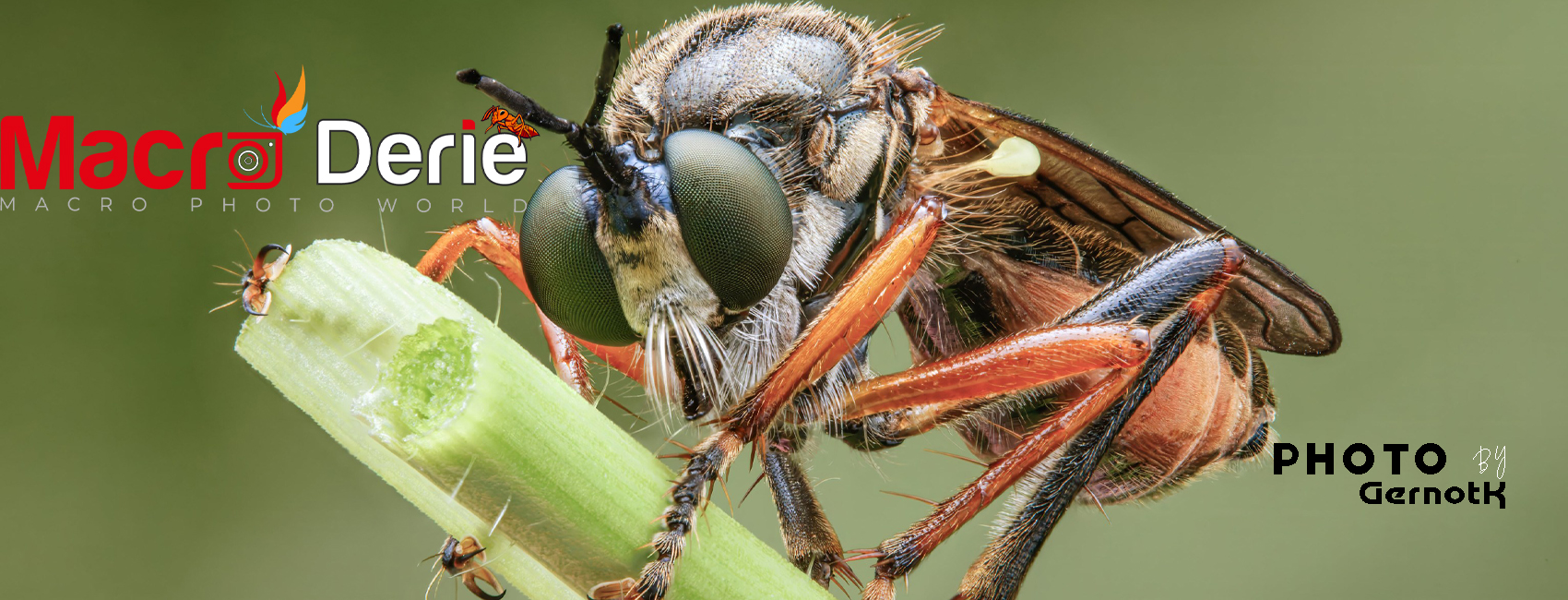 macroderie.com