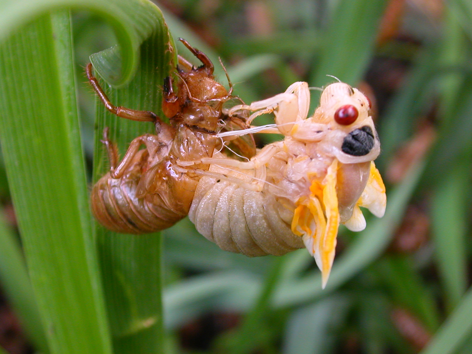 Cicada_Molting.jpg